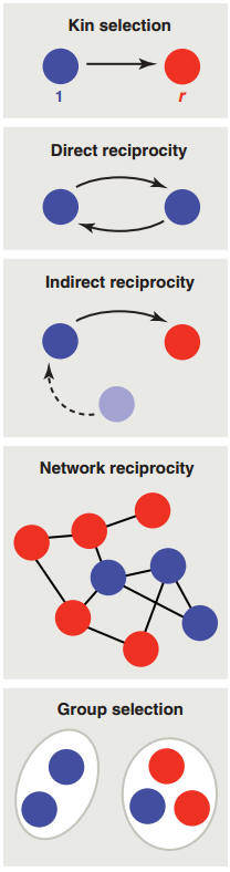 five simple rules for cooperation in evolution