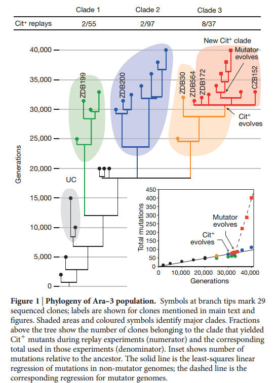 Evolution of cit+ in E. Coli long-term experiment