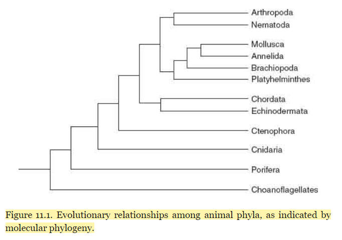animal phylogeny according to molecular technique from Knoll