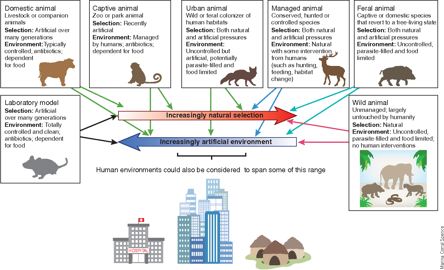 Figure 1 The continuum from laboratory model organism to a truly wild organism. Two key aspects of the continuum are the degree to which selection is anthropogenic versus natural in origin (red arrow, left to right) and the degree to which the environment is human controlled or created versus natural (blue arrow, right to left). Illustrative categories of animals with different selective histories and environments are placed very approximately along these axes with arrows (there is probably considerable variation in these categories of animals in their position on these continua, which is not shown here). The bedrock of modern immunology rests on the experimental power of working in the controlled but artificial systems at the far left of this spectrum, but much still remains to be learned about the causes and consequences of variation in immunological function from studies moving toward the wild end of this spectrum. Human communities can also be considered to vary along a limited area of the blue environmental continuum.