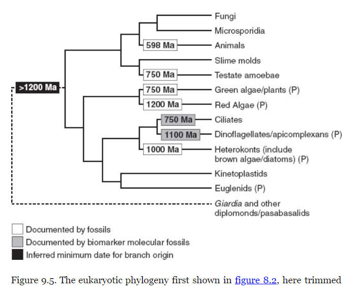 eukaryote relationships with dates trimmed