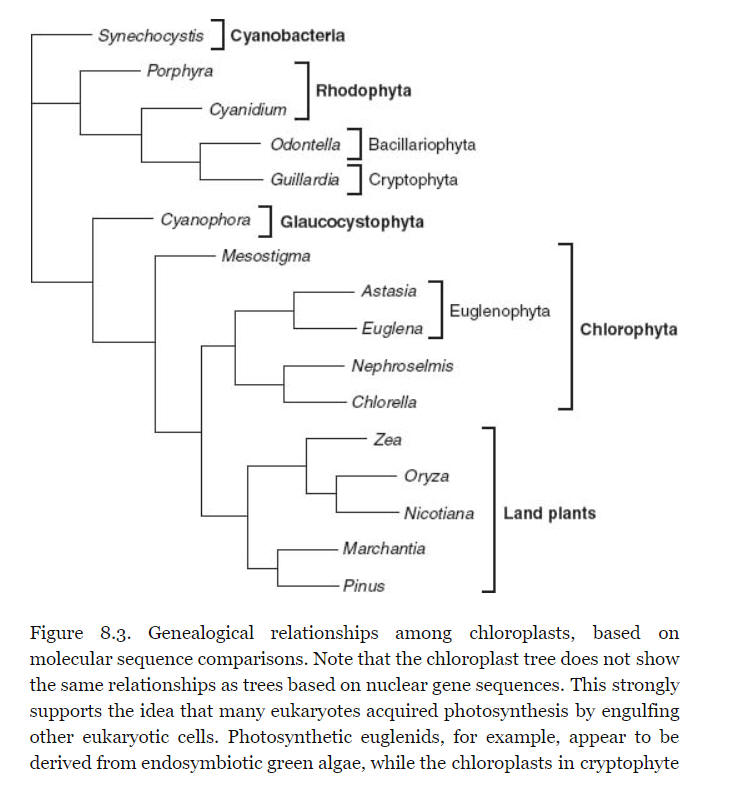 chloroplast molecular phylogeny