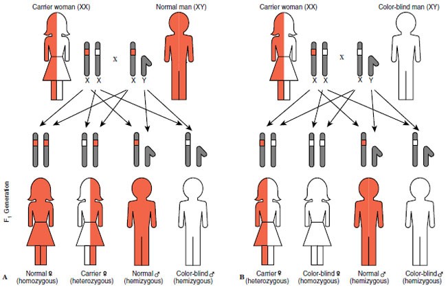 Image result for color blindness inheritance