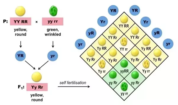 Image result for punnett square