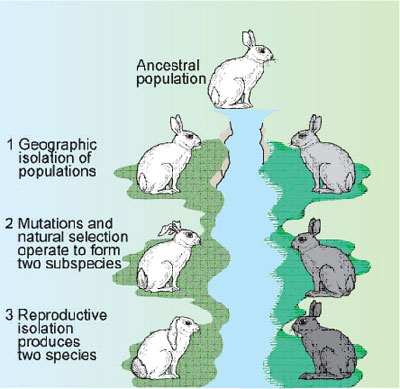 What is geographic isolation?