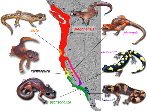 Ranges of the Ensatina subspecies