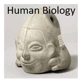 human biology course icon