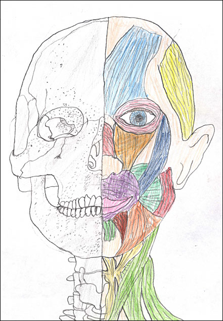 Dream Anatomy drawing by Amy Tuttle